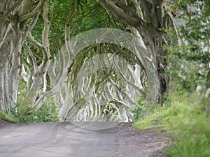 Ethereal light at The Dark Hedges as seen in The Game of Thrones Ireland photo