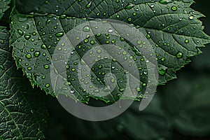 Ethereal macro photography raindrops on green leaf, a world of reflections and refractions photo