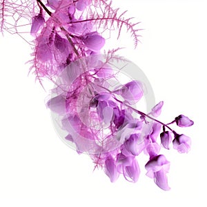 Ethereal Photogram: Blooming Purple Wisteria On White Background