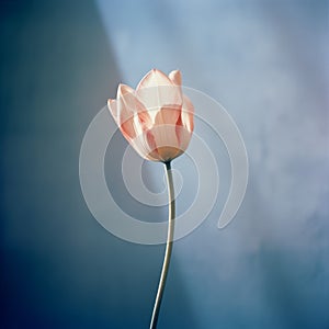 Ethereal Pink Flower Blurry Analog Photograph With Soft Natural Light