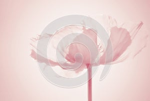 Ethereal poppy flower silhouette in pastel colors