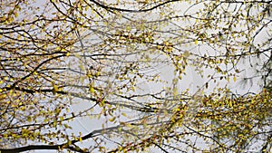 Ethereal Spring Leaves Unfurling on Branches