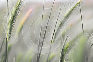 Ethereal Wheat Ears Dancing in the Breeze