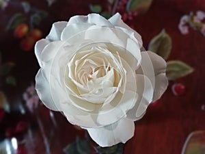 Ethereal white  antique  rose for purity and wedding