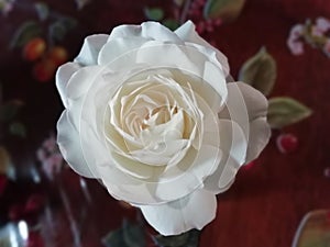 Ethereal white  antique  rose for purity and wedding photo