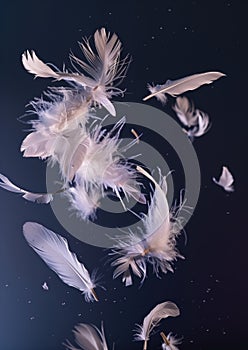 Ethereal white feathers in gentle motion against a serene dark blue background, creating a sense of tranquility