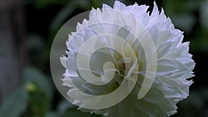 Ethereal Whiteness: Close-Up of a Beautiful Blooming Dahlia Flower in the Garden