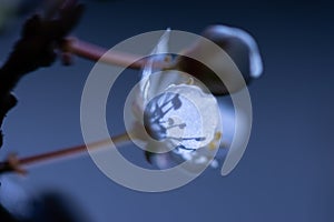 Etheric cherry blossom in the moonlight abstract macro background