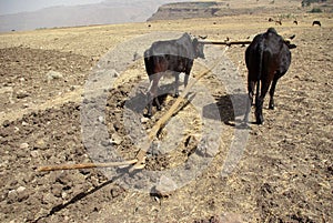 Ethiopian agriculture