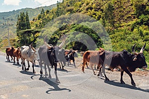 Ethiopian cattle on the road, Amhara, Ethiopia