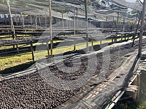 Ethiopian coffee cherries lying to dry in the sun in a drying station on raised bamboo beds. Natural process, Bona Zuria, Sidama,