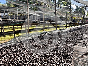 Ethiopian coffee cherries lying to dry in the sun in a drying station on raised bamboo beds. Natural process, Bona Zuria, Sidama,