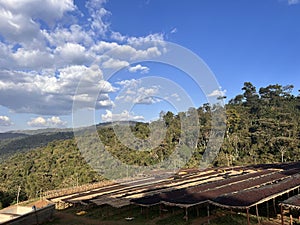 Ethiopian coffee cherries lying to dry in the sun in a drying station on raised bamboo beds. This process is the natural process.