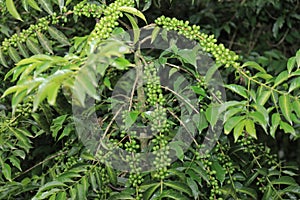 Ethiopian coffee in jimma