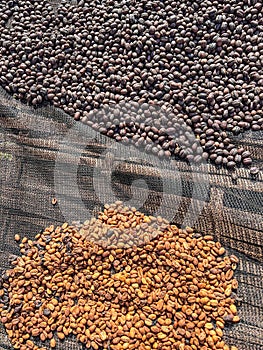 Ethiopian dried and peel off shell coffee bean lying to dry in the sun. Bona Zuria, Ethiopia