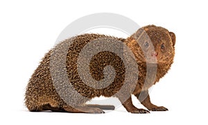 Ethiopian dwarf mongoose, Helogale hirtula, isolated on white