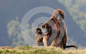 Ethiopian gelada baboons