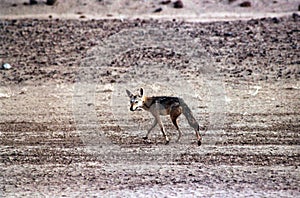 Ethiopian jackal