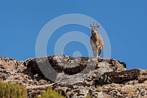 Ethiopian Klipspringer - Oreotragus saltatrixoides