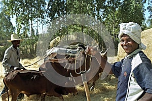 Ethiopian men and cows threshing harvested grain