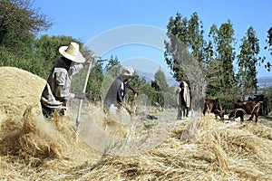 Ethiopian men threshing harvested grain