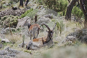 Ethiopian or Walia Ibex, Capra Walie, lives in high altitudes and is an endemic species to simien mountains in northern Ethiopia,