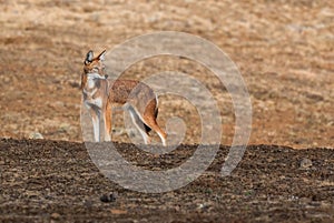 Ethiopian Wolf - Canis simensis photo