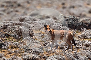 Ethiopian Wolf - Canis simensis photo