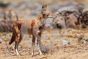 Ethiopian Wolf - Canis simensis photo