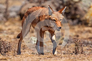 Ethiopian Wolf - Canis simensis photo