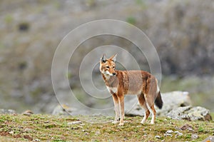 The Ethiopian wolf Canis simensis, an endangered canid that lives on the Ethiopian Highlands photo