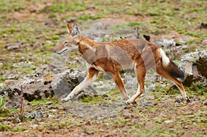 The Ethiopian wolf Canis simensis, an endangered canid that lives on the Ethiopian Highlands photo