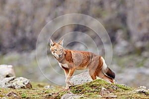 The Ethiopian wolf Canis simensis, an endangered canid that lives on the Ethiopian Highlands photo