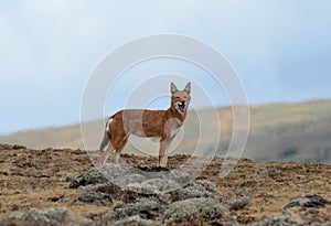 Ethiopian wolf, Canis simensis photo