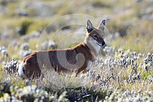 Ethiopian wolf, Canis simensis photo