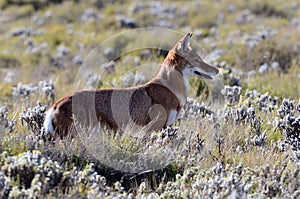 Ethiopian wolf, Canis simensis photo