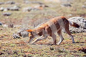 Ethiopian wolf, Canis simensis, Ethiopia