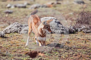 Ethiopian wolf, Canis simensis, Ethiopia