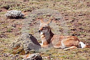 Ethiopian wolf, Canis simensis, Ethiopia photo