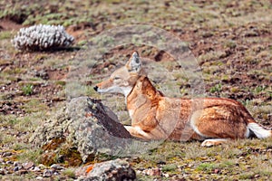 Ethiopian wolf, Canis simensis, Ethiopia photo