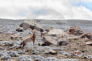 Ethiopian wolf, Canis simensis, Ethiopia photo