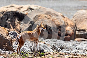 Ethiopian wolf, Canis simensis, Ethiopia photo