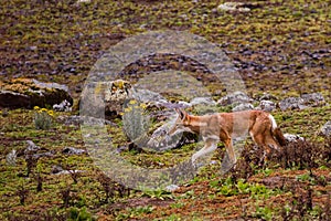 Ethiopian Wolf hunting in Bale Mountains National Park
