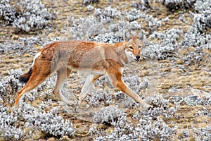 Ethiopian Wolf in the Simien Mountains
