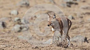 Ethiopian Wolf Walking in Arid Field