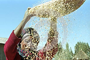 Ethiopian woman separate chaff from the grain