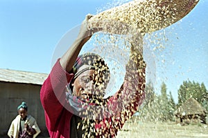 Ethiopian woman separate chaff from the grain