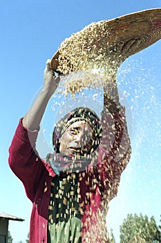 Ethiopian woman separate chaff from the grain