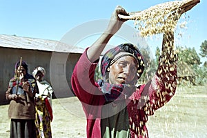 Ethiopian woman separate chaff from the grain