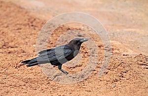 Ethiopische raaf, Somali crow, Corvus edithae photo